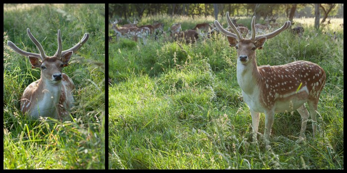 Dublin Phoenix Parc Cerfs Ekla